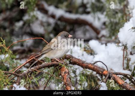 Dunkeläugige Junco - rosafarbene Sorte (Junco hyemalis mearnsi) in einem verschneiten Baum Stockfoto