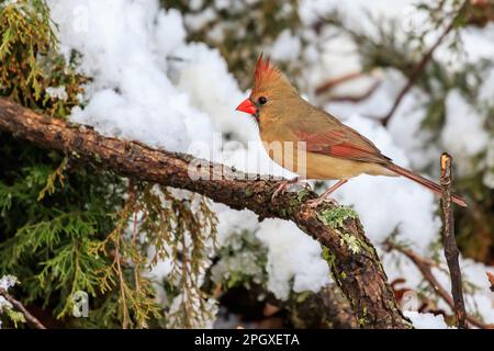 Weiblicher Kardinal (Cardinalis cardinalis) in einem Schneebaum Stockfoto