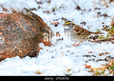Weißkehlchen (Zonotrichia albicollis) im Schnee Stockfoto