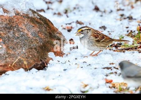 Weißkehlchen (Zonotrichia albicollis) im Schnee Stockfoto