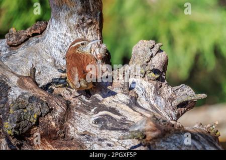 Carolina Wren (Thryothorus ludovicianus) auf einem Stumpf Stockfoto