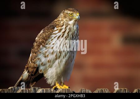 Ein junger Cooper's Hawk, der auf einem Hinterhofzaun sitzt Stockfoto