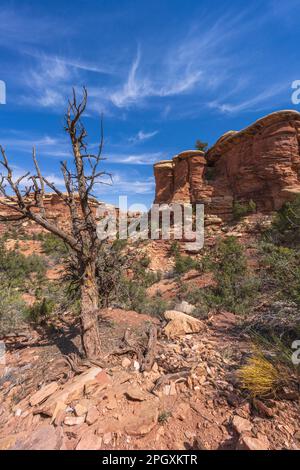 Wandern auf dem chesler Park Loop Trail in the Needles im canyonlands-Nationalpark in den usa Stockfoto