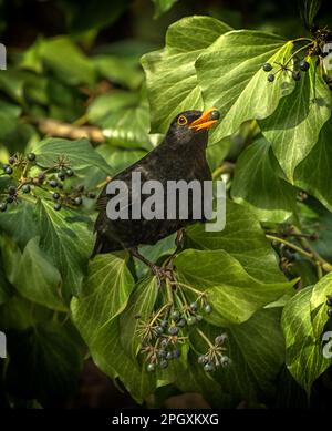 Männlicher Amboss, Turdus merula, mit einem Efeu im Schnabel Stockfoto