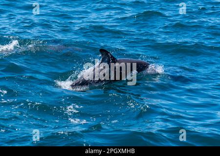 Ein dunkler Delfin (Lagenorhynchus obscurus) taucht im blauen Wasser auf der Halbinsel Valdes, Argentinien. Stockfoto