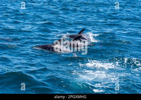 Dunkeldelfine (Lagenorhynchus obscurus) tauchen im blauen Wasser auf, Valdes-Halbinsel, Argentinien. Stockfoto