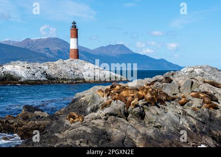 Südamerikanische Seelöwen ruhen sich auf Felsen am Beagle Channel mit dem Leuchtturm Les Eclaireurs im Hintergrund, Tierra del Fuego, Argentinien. Stockfoto