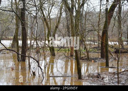 Der überflutete Niangua River in der Moon Valley Conservation Area in Dallas County, Missouri, MO, USA, USA. Gans auf der Bank. 24. März 2023 Stockfoto