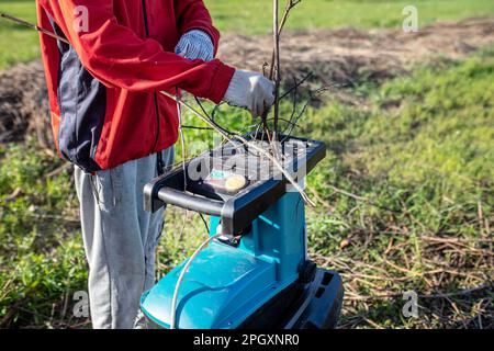 Elektrische Gartenschleifmaschine zum Schreddern. Im Prozess. Der Gärtner zerkleinert die Zweige und stellt aus den Resten nach dem Beschneiden von gard Brennstoff für den Kessel her Stockfoto