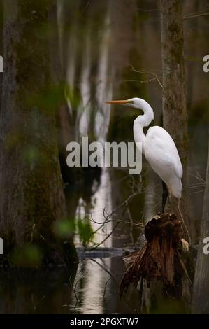 Ein großer Egret steht auf einem alten Zypressenstumpf und beobachtet am Mittwoch, den 22. 2023. März, nach Essen. Die Reiher beginnen in der Regel um das Ende von M. zu verbinden Stockfoto