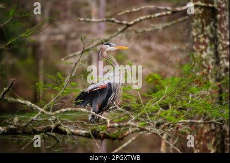 Ein großer Blaureiher dehnt sich seinen Hals, während er in Mississippi auf einem Ast sitzt. Stockfoto