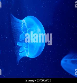 Quallen schweben friedlich und leise in einem Aquarium mit blauem, hellem und dunklem Hintergrund Stockfoto