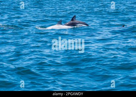 Ein weißer Delfin und ein Dusky-Delfin (Lagenorhynchus obscurus) tauchen zusammen im blauen Wasser auf, Halbinsel Valdes, Argentinien. Stockfoto