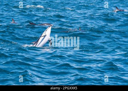 Ein Dusky Delfin (Lagenorhynchus obscurus), der über das blaue Wasser springt, Halbinsel Valdes, Argentinien. Stockfoto