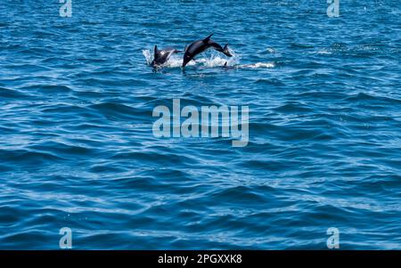 Ein Dusky Delfin (Lagenorhynchus obscurus), der über das blaue Wasser springt, Halbinsel Valdes, Argentinien. Stockfoto