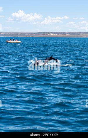 Halbinsel Valdes, Argentinien - 19. Januar 2023: Düstere Delfine, die mit einem Tourboot über das blaue Wasser springen, Halbinsel Valdes, Argentinien. Stockfoto
