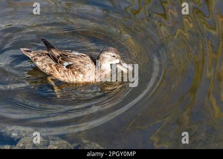 Blue-Winged Teal - Anas Discors - auf der Suche nach dem Green Cay Nature Center in Boynton Beach, Florida. Stockfoto