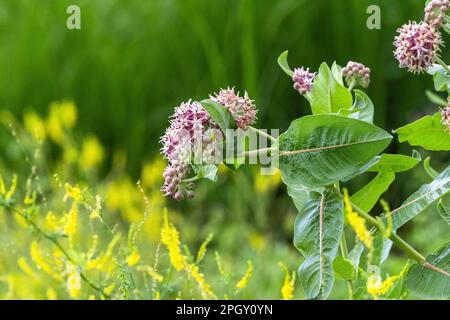 Eine prächtige Milchkraut-Pflanze (Asclepias speciosa) mit blühenden Blütenköpfen, die in einem wilden natürlichen Lebensraum wachsen. Stockfoto