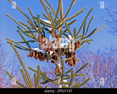 Weiße Fichtenbäume und obere Äste, Picea glauca, mit Schneeflocken am blauen Himmel. Stockfoto