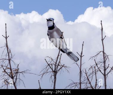 Blue Jay, Cyanocitta cristata, hoch oben auf einem hohen Baum. Stockfoto