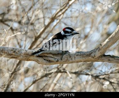 Männlich, Downy Woodpecker, Picoides Pubescens, hoch oben auf dem Ast. Stockfoto