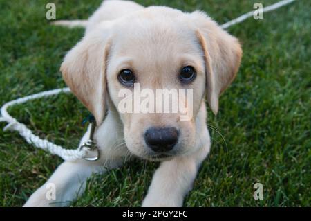 Das Hündchen lag in einem Grasseil. Stockfoto