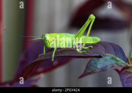 Foto von Insektenleben draußen in der Natur, winziger grüner Grashüpfer, der aus der Nähe in Makro gedreht wurde, Stockfoto