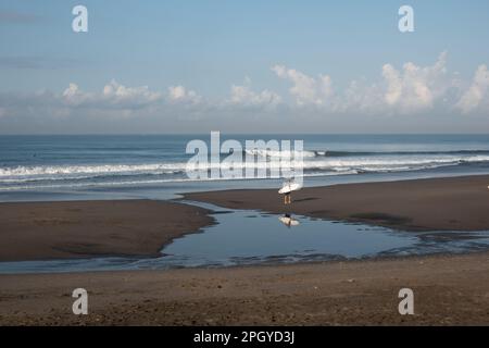 Surffreunde am frühen Morgen am beliebten Strand von Canggu, Bali, Indonesien Stockfoto