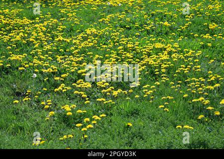 Wilde Wiese mit blühenden Löwenzahnen als natürlichen Blumenhintergrund Stockfoto