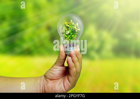 Glühbirne mit grüner Pflanze in der menschlichen Hand auf verschwommenem Naturhintergrund. Stockfoto