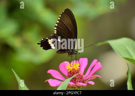 Gemeiner mormonenschwanz. Papilio polytes. Java, Indonesien. Stockfoto