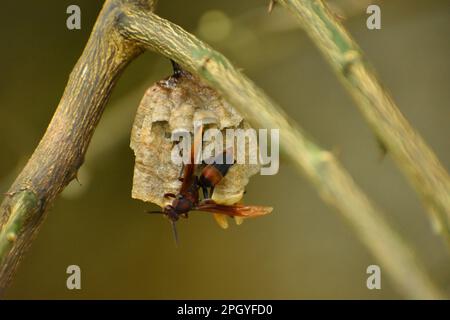 Papierwespe, die ein hängendes Nest auf einem Zweig bauen. Surakarta, Indonesien. Stockfoto