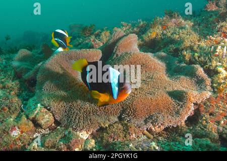 Ein Paar Allards Anemonefische (Amphiprion allardi) in seiner Seeanemone. Tauchplatz Aliwal Shoal, Umkomaas, KwaZulu Natal, Südafrika Stockfoto