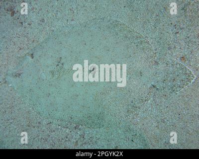 Gut getarnte Pfauenflunder (Bothus mancus) von oben. Tauchplatz Sodwana Bay National Park, Maputaland Marine Reserve, KwaZulu Natal, Süd Stockfoto