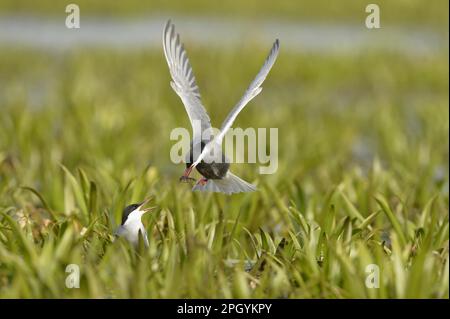 Geflüsterte Tern (Chlidonias hybrida), erwachsenes Paar, Zuchtrupfer, männlich im Flug, präsentiert Northern Pike (Esox lucius) Frittieren an Weibchen, im Nest Stockfoto