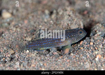 Blackfoot Goby (Asterropteryx Atripes), Erwachsene, auf Sand, Seraya, Bali, Lesser Sunda Inseln, Indonesien Stockfoto