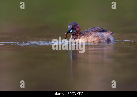 Little Grebe (Tachybaptus ruficollis), Rheinland-Pfalz, Deutschland Stockfoto