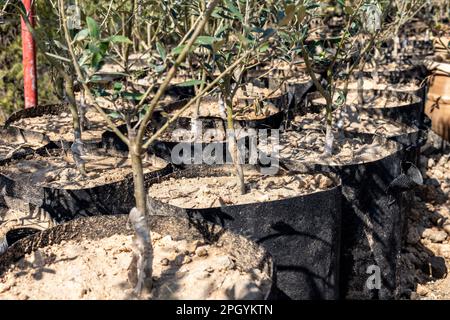 Einen Olivenbaum Pfropfen Stockfotografie - Alamy