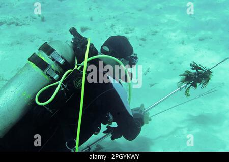 Pazifischer Roter Löwenfisch (Pterois volitans), pazifischer Löwenfisch, Skorpionfisch, andere Tiere, Fische, Tiere, Drachenfische, Rote Lionfische Stockfoto