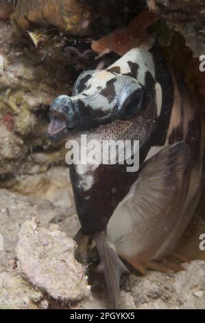 Maurische Idole (Zanclus cornutus), andere Tiere, Fische, Stechbarsche, Tiere, Maurischer Idol Erwachsener, mit Nachtfarben, Sipadan Island, Sabah, Borneo Stockfoto