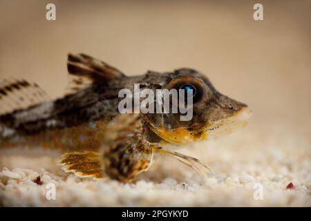 Trigla Corax, Tuben Gurnard (Chelidonichthys lucerna) Rote Gurnards, Rote Gurnards, andere Tiere, Fische, Tiere, Skorpionfisch, Wasserknurrbart, Erwachsener, auf Stockfoto