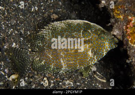 Gefleckter Hasenfisch, gefleckter Hasenfisch, Hasenfisch, andere Tiere, Fisch, Barsch-ähnliche Tiere, Goldfleck-Kaninchen (Siganus punctatus), Erwachsene, mit Stockfoto