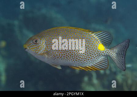 Orangenfleckspinefoot (Siganus guttatus), gefleckter Hasenfisch, Hasenfisch, Hasenfisch, andere Tiere, Fisch, Stechbarsch, Tiere, Goldsattel Stockfoto