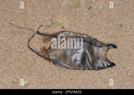 Kleinäugiger Ray (Raja microocellata) „Mermaid's Purse“-Egcase, angespült an Strandline, Braunton Burrows, Devon, England, Großbritannien Stockfoto