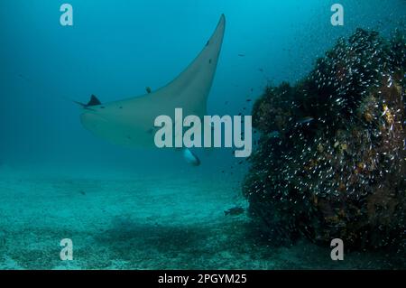 Mantarochen (Manta alfredi), Mantarochen, Teufelsrochen, Riesenrochen, Sonstige Tiere, Fische, Rochen, Tiere, Manta-pelagischer Mantarochen (Manta Stockfoto