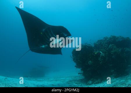 Mantarochen (Manta alfredi), Mantarochen, Teufelsrochen, Riesenrochen, Sonstige Tiere, Fische, Rochen, Tiere, Manta-pelagischer Mantarochen (Manta Stockfoto