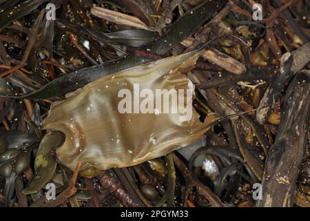 Kleinäugiger Ray (Raja microocellata) „Mermaid's Purse“-Egcase, angespült am Strand, Bude, Cornwall, England, Großbritannien Stockfoto