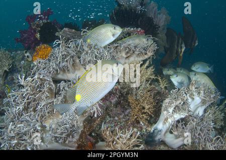 Orangenfleckenspinefoot (Siganus guttatus), Hasenfisch, andere Tiere, Fische, Barsch-ähnliche Tiere, Goldsattelhasen-Erwachsene Stockfoto