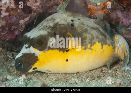 Schwarzfleckenpufferfisch, Schwarzfleckenpuffer, andere Tiere, Fische, Tiere, Pufferfisch, Schwarzfleckenpuffer (Arothron nigropunctatus), Erwachsener Stockfoto