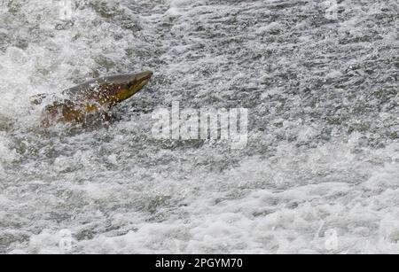 Atlantischer Lachs (Salmo Salar), ausgewachsener Mann, bricht aus der Strömung aus, bewegt sich flussaufwärts zur Laichstätte, Topcliffe Weir, River Ribble, South Yorkshire Stockfoto